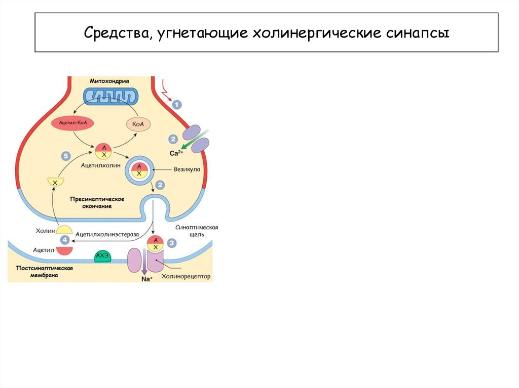 Схема холинергического синапса