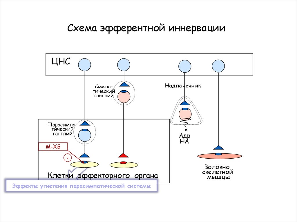 Холинергические синапсы презентация