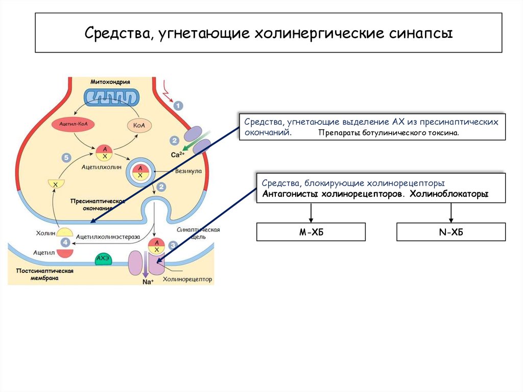 Холинергический синапс. Средства Угнетающие холинергические синапсы. Препараты блокирующие холинергические синапсы. Средства Угнетающие холинорецепторы. Пресинаптические м холинорецепторы.