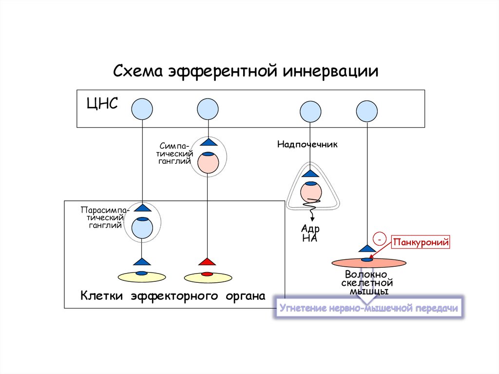 Холинергические синапсы презентация