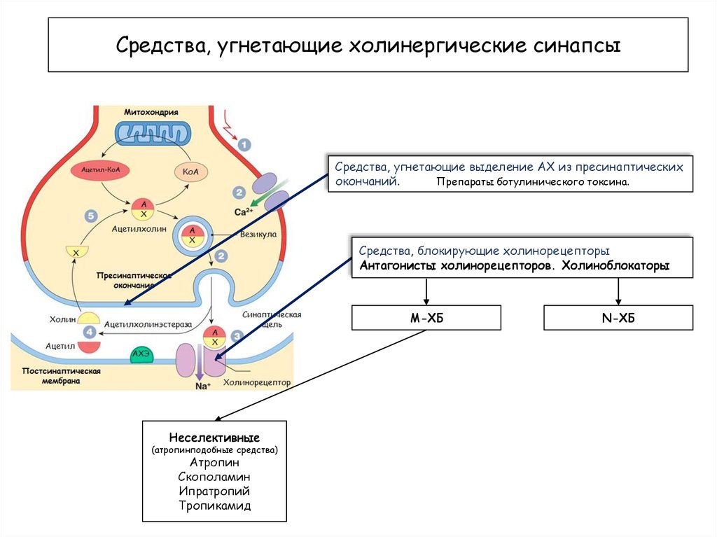 Взаимосвязь строения и функции холинергического синапса презентация