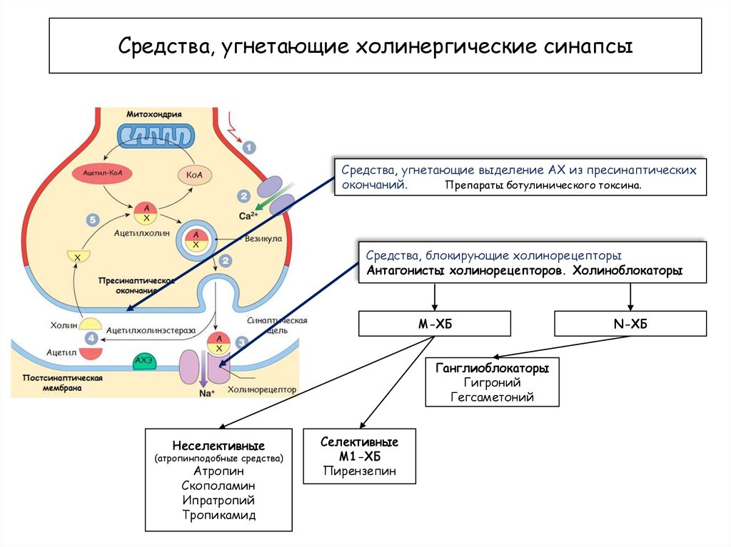 Рассмотрите рисунок холинергического синапса что обозначено цифрами 1 3