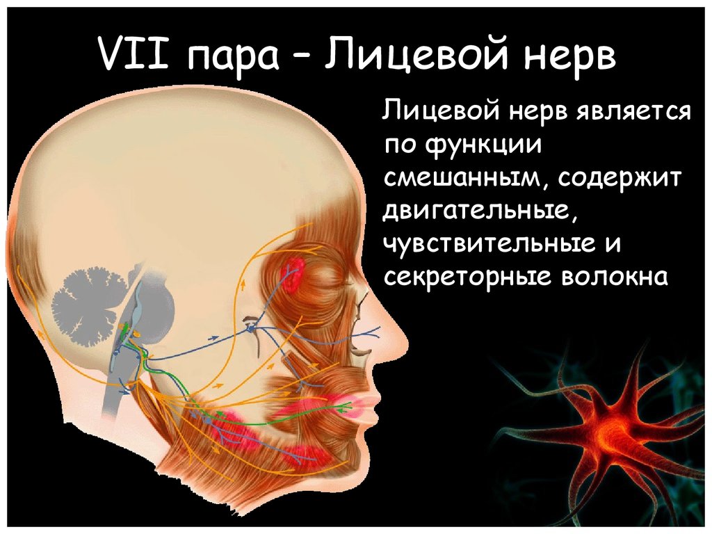 Лицевой нерв является. Лицевой нерв 7 пара ЧМН. 7 Пара черепных нервов иннервация. Седьмой черепно мозговой нерв. 7 Пара черепно-мозговых нервов анатомия.