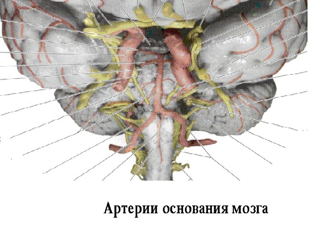 Исследование черепных нервов. Черепные нервы анатомия. 7 Пара черепных нервов анатомия. VII черепной нерв. Черепно мозговые нервы мрт.
