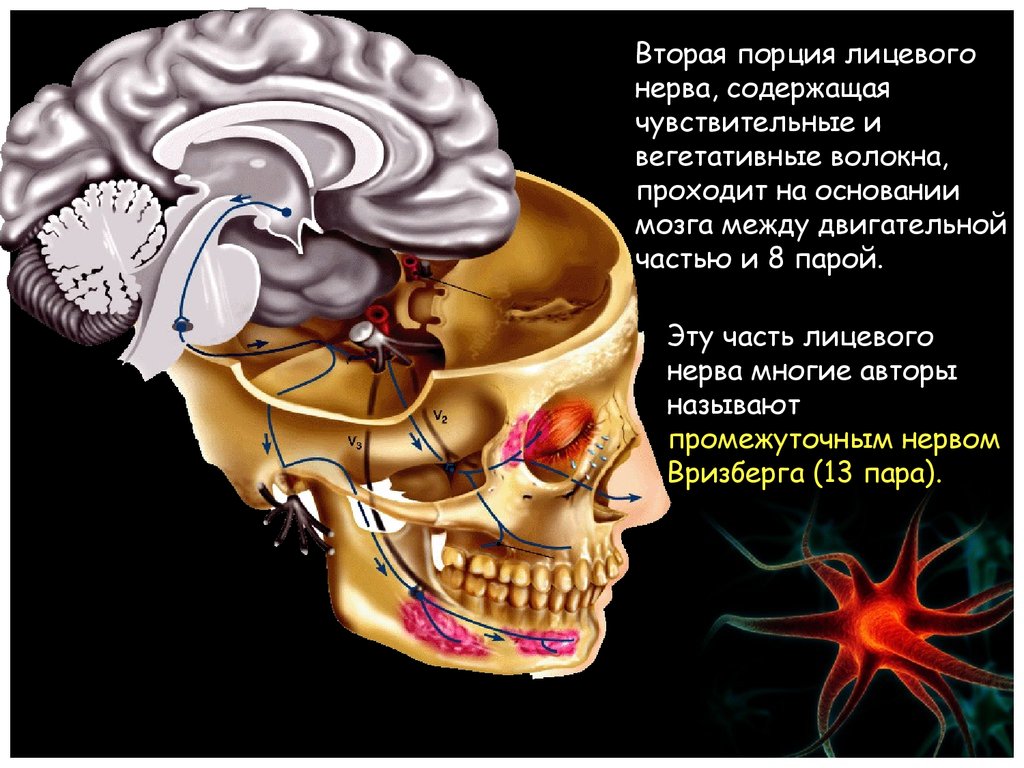 Промежуточный черепной нерв. VII пара лицевой нерв иннервирует. Лицевой нерв на основании мозга. Седьмой черепно мозговой нерв. Черепно лицевые нервы.