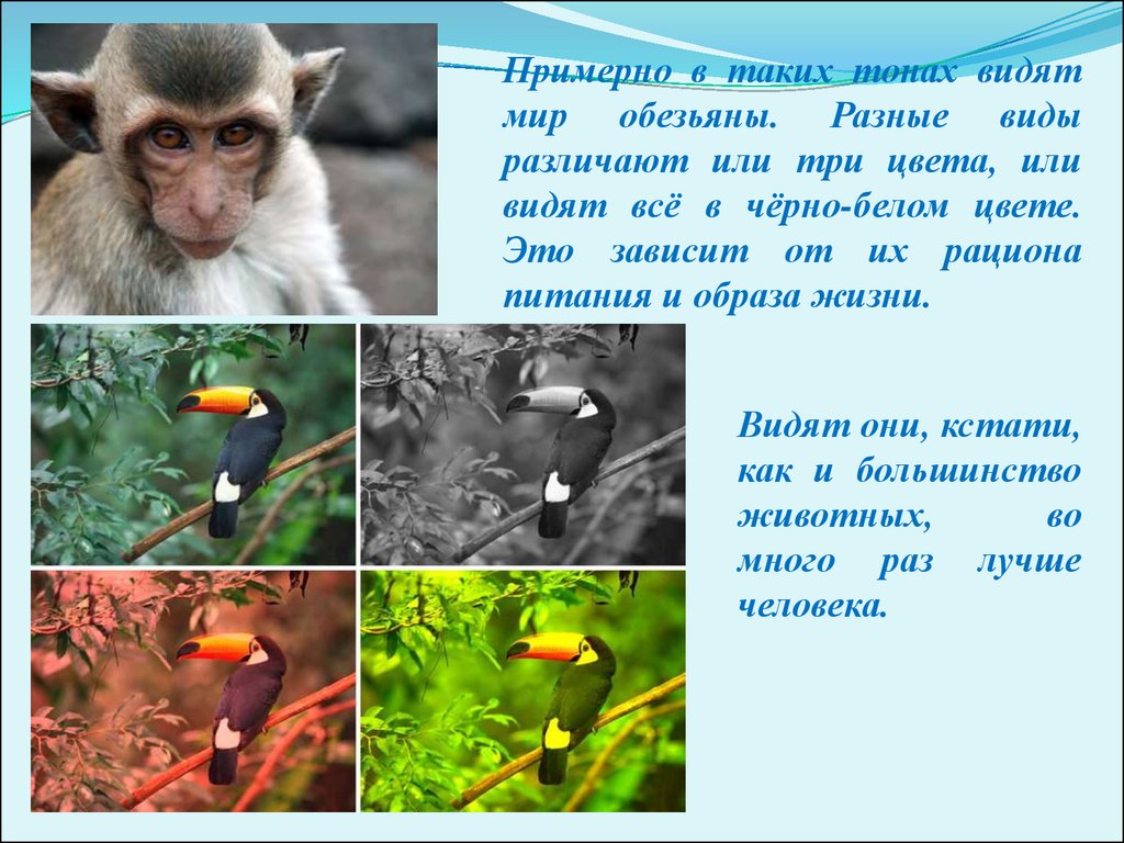 Увидев какой вид. Обезьяна различает цвета. Как видят мир животные. Цветовое зрение у обезьян. Как видят животные презентация.