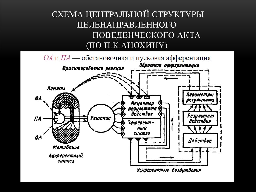 Принципиальная схема функциональной системы поведенческого уровня