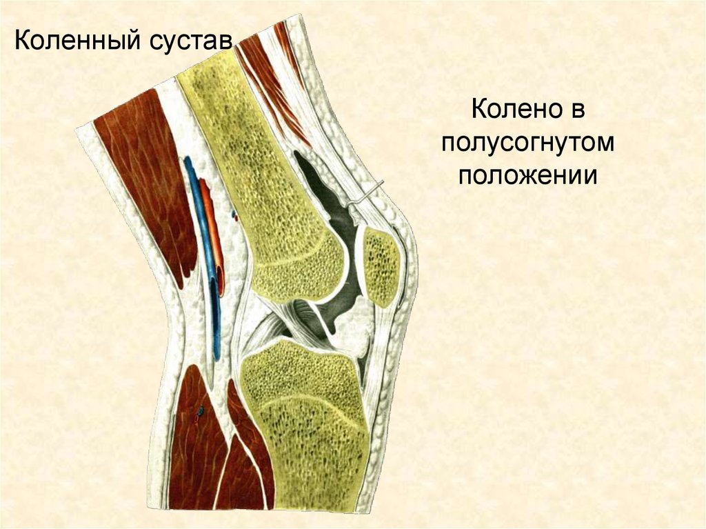 Пункция коленного сустава фото