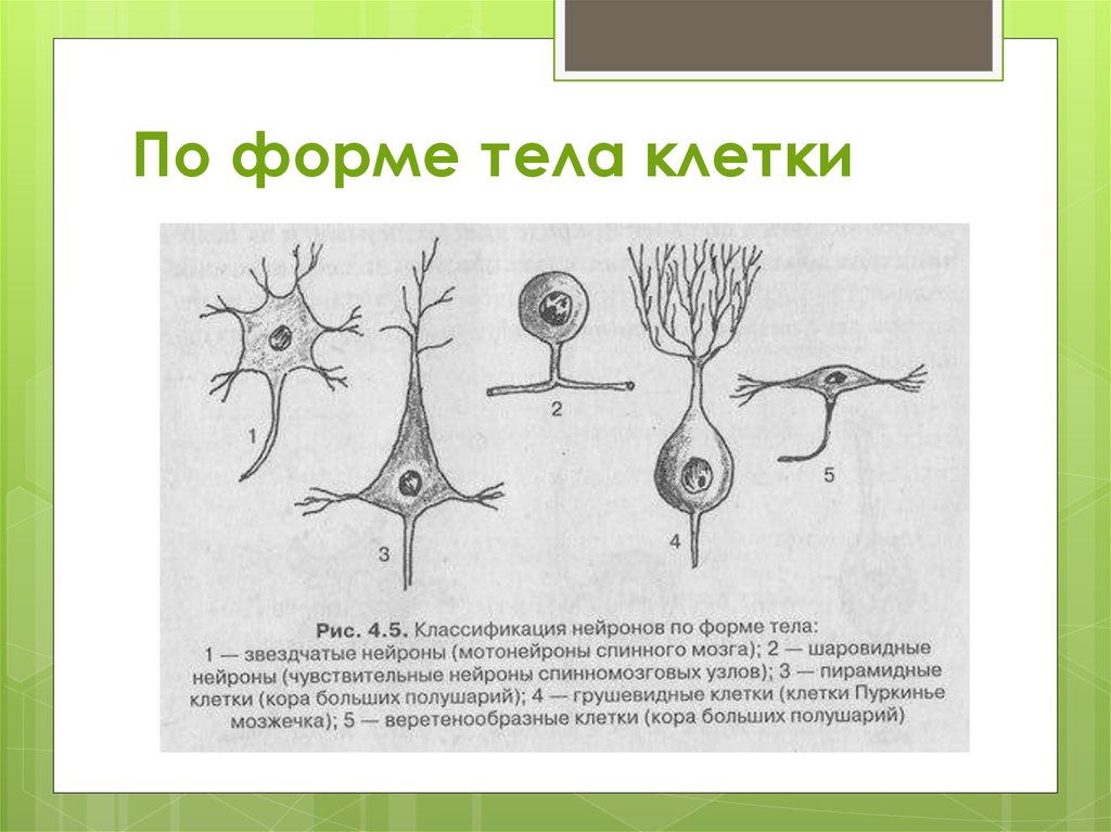 Как называется короткий нейрона. Классификация нейронов по форме тела. Классификация нейронов по форме перикариона. Классификация нервных клеток по форме. Морфологическая классификация нейронов таблица.