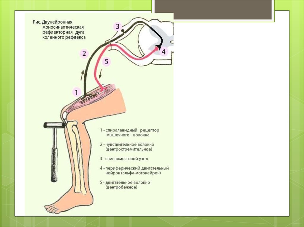 Порядке элементы рефлекторной дуги коленного рефлекса человека. Моносинаптическая рефлекторная дуга. Рефлекторная дуга коленного рефлекса. Моносинаптическая дуга коленного рефлекса. Двигательный Нейрон дуги коленного рефлекса находится в.