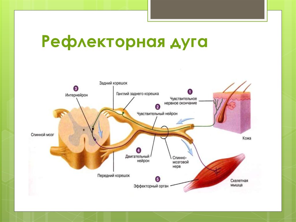 Рефлекторная дуга рисунок