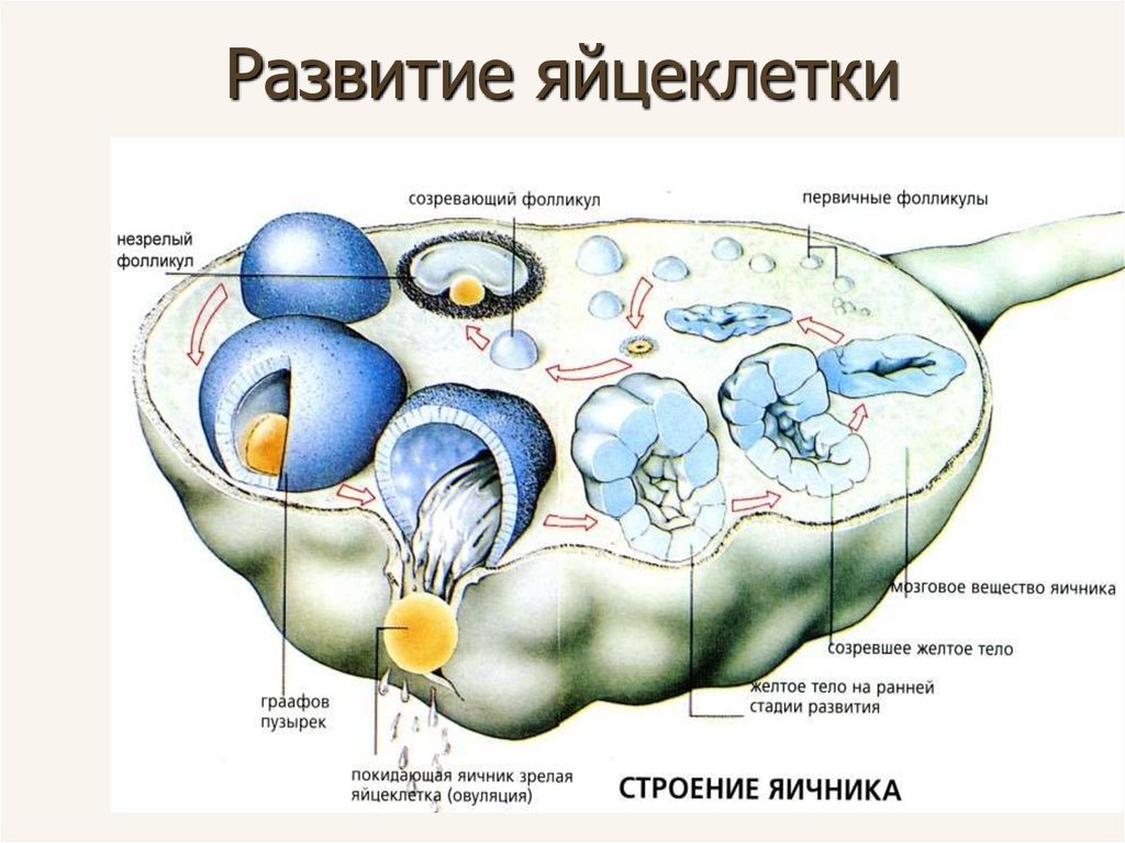 Схема развития фолликула