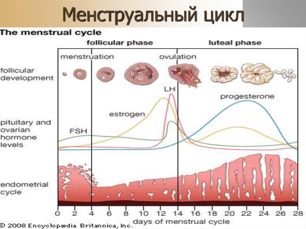 Сбился цикл после. Менструальный цикл. Нарушение менструального цикла. Цикл менструационного цикла. Маточный цикл десквамация.