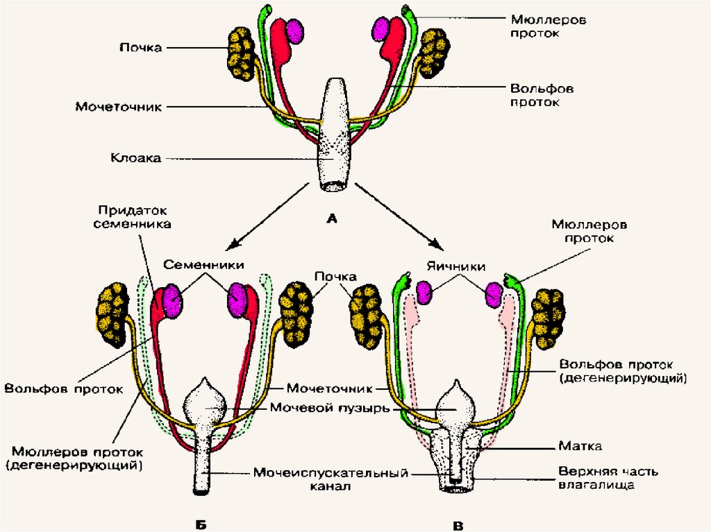 Половая система человека 9 класс. Половая система. Половая система девочек. Половая система человека презентация.