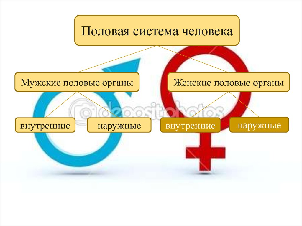 Таблица женская половая система. Половая система человека. Строение половой системы. Мужская и женская половые системы. Половая система человека строение.