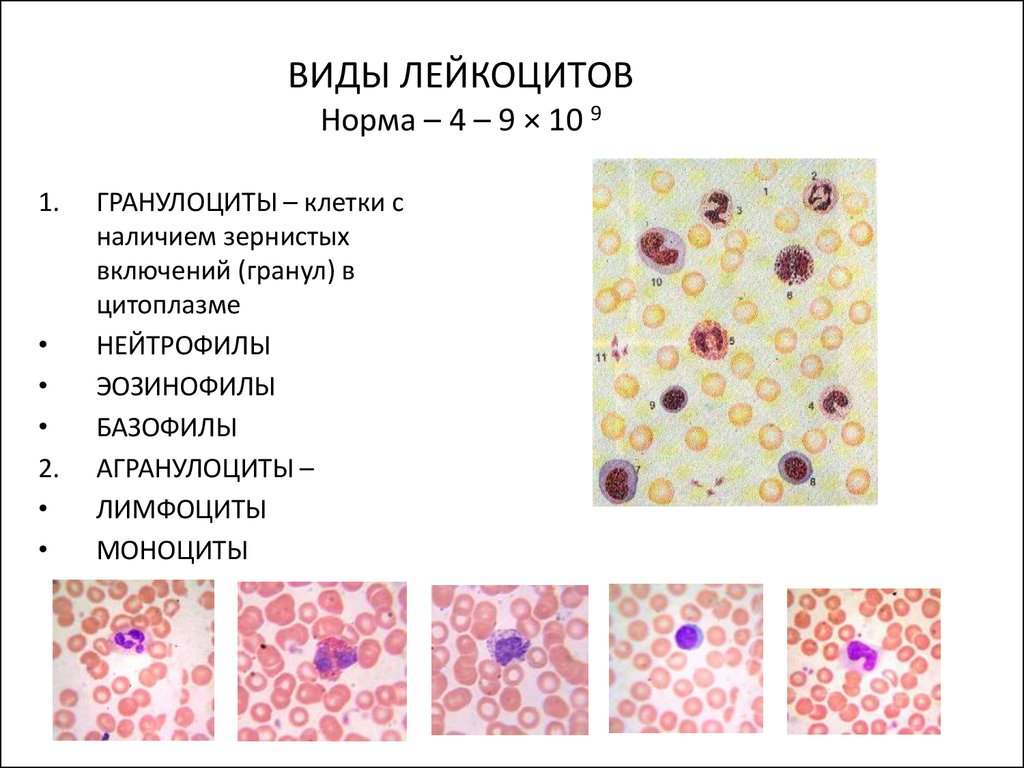 Форма лейкоциты постоянно