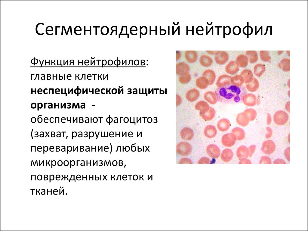 Понижены сегментоядерные нейтрофилы в крови у женщин