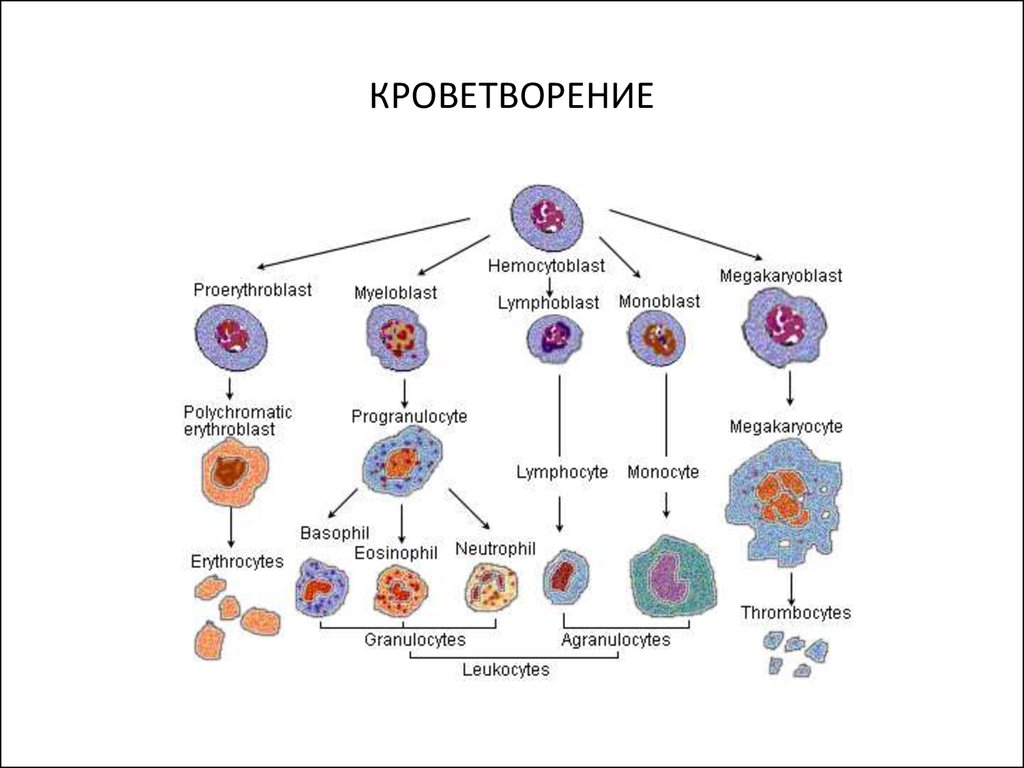 Схема кроветворения патофизиология