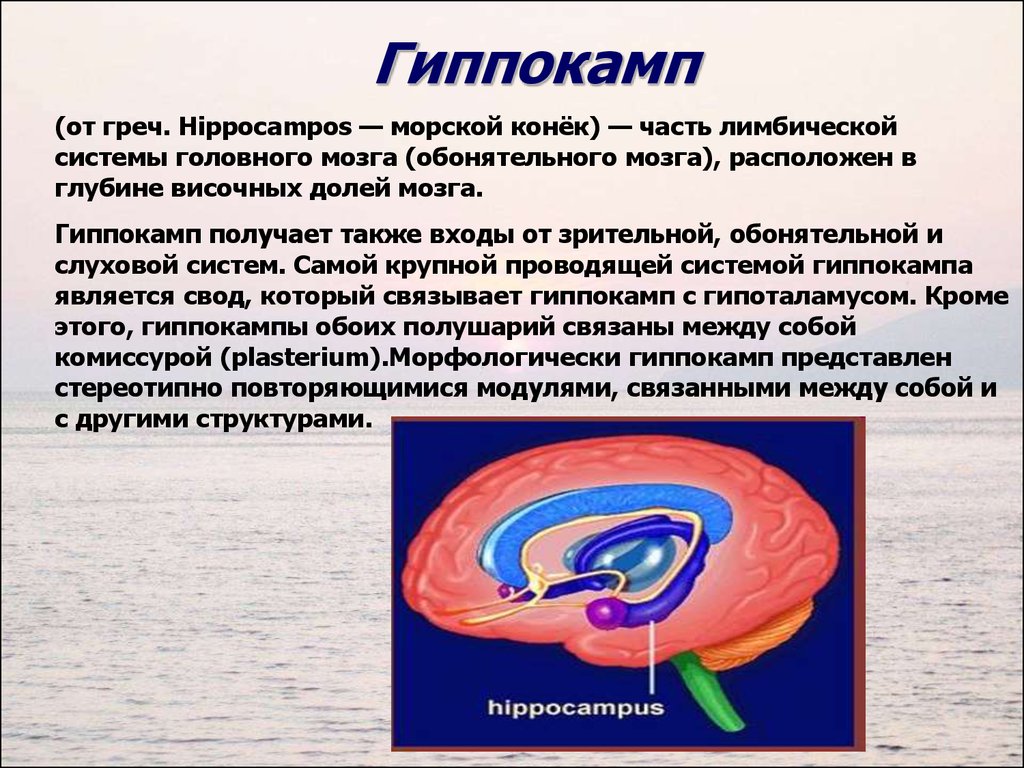 Повреждение гиппокампа. Функции гиппокампа головного мозга. Гиппокамп анатомия. Гиппокамп лимбическая система. Лимбическая система гиппокамп функции.