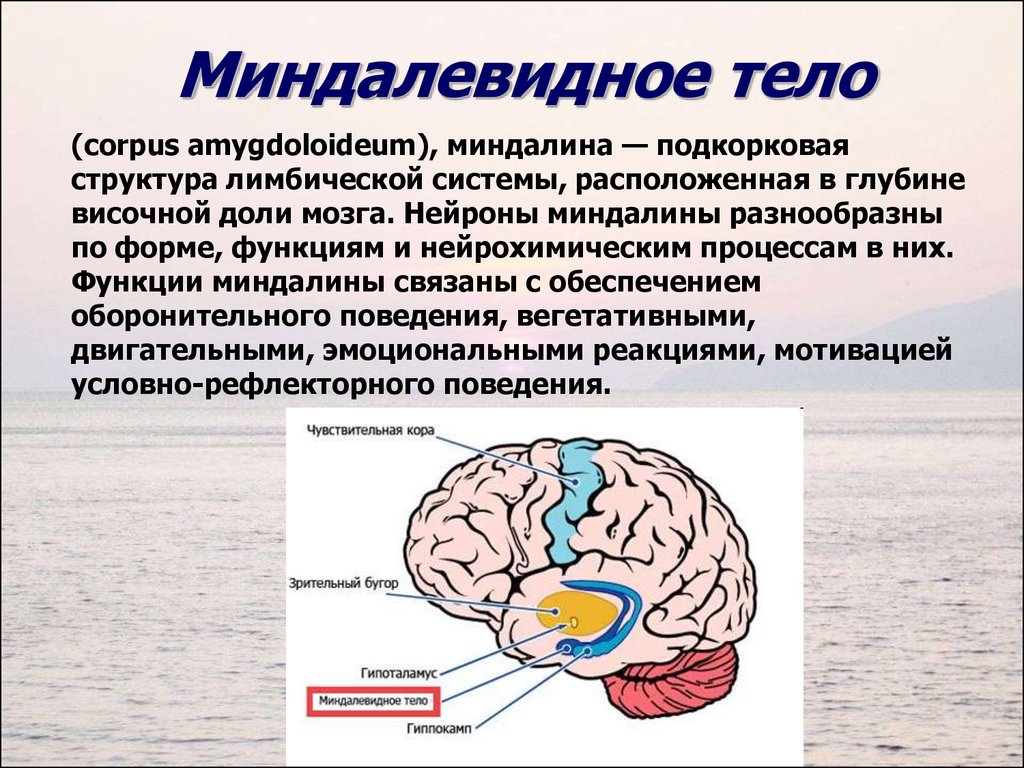 Височная функция мозга. Лимбическими структурами мозга. Миндалевидное тело. Миндалевидное тело мозга. Миндалевидное тело мозга функции.