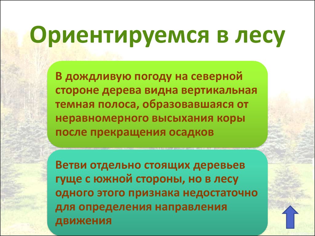 Признаки ориентирования. Ориентирование в лесу. Ориентироваться в лесу. Способы ориентироваться в лесу. Памятка как ориентироваться в лесу.