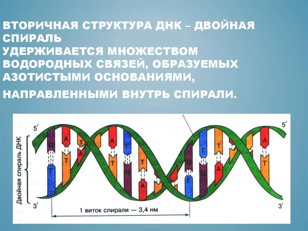 Днк г ц. Нуклеиновые кислоты двойная спираль. Строение вторичной структуры ДНК. Двойная спираль ДНК строение. Структура двойной спирали ДНК.