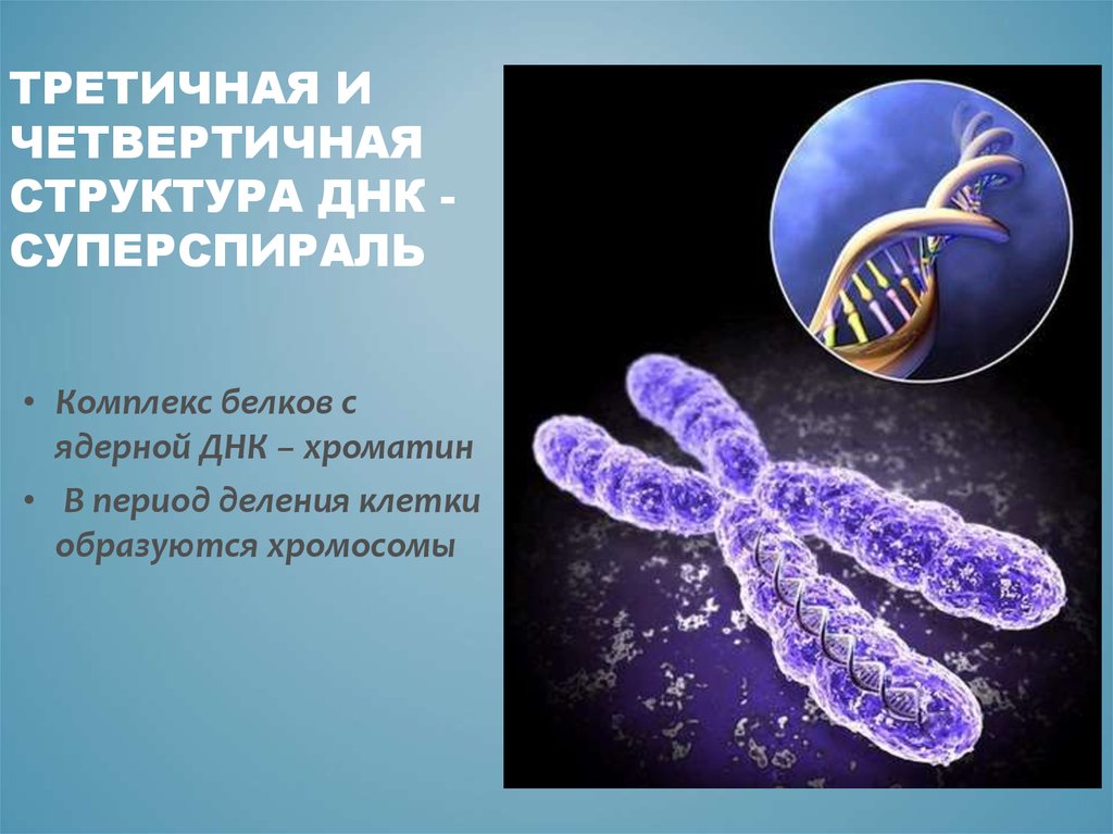 Генетика как наука. Третичная и четвертичная структура ДНК. Четвертичная структура ДНК. Дайте определение понятия ген. Генетика это наука о.