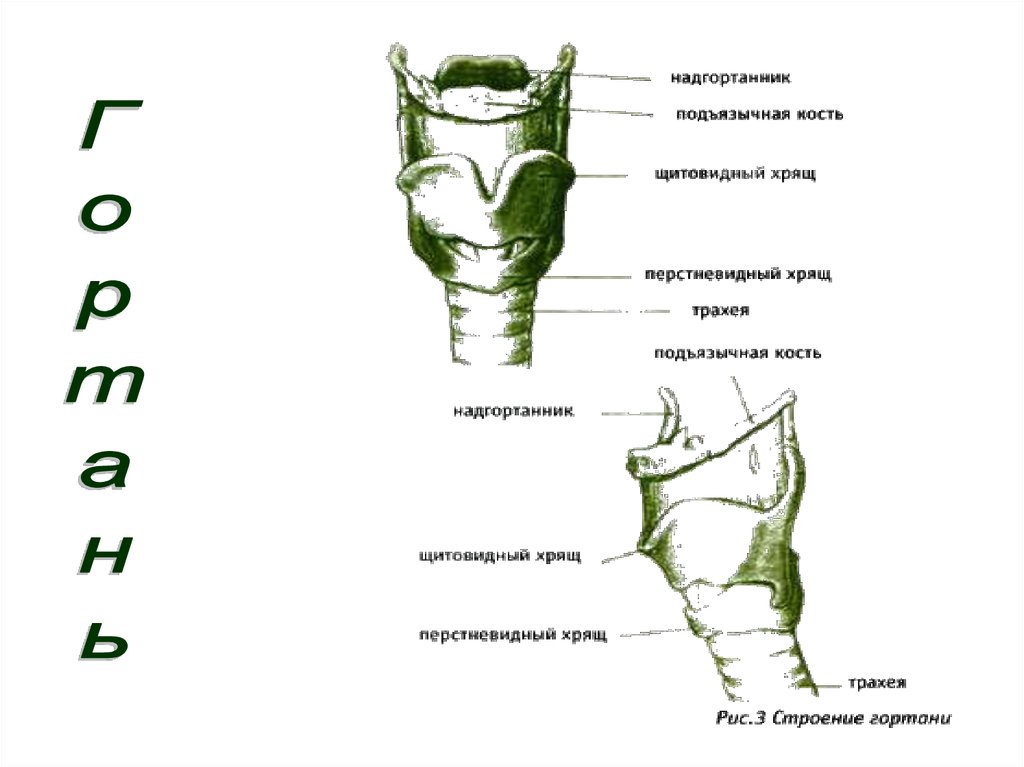 Смещение щитовидного хряща. Функции надгортанника человека. Надгортанный хрящ у человека.