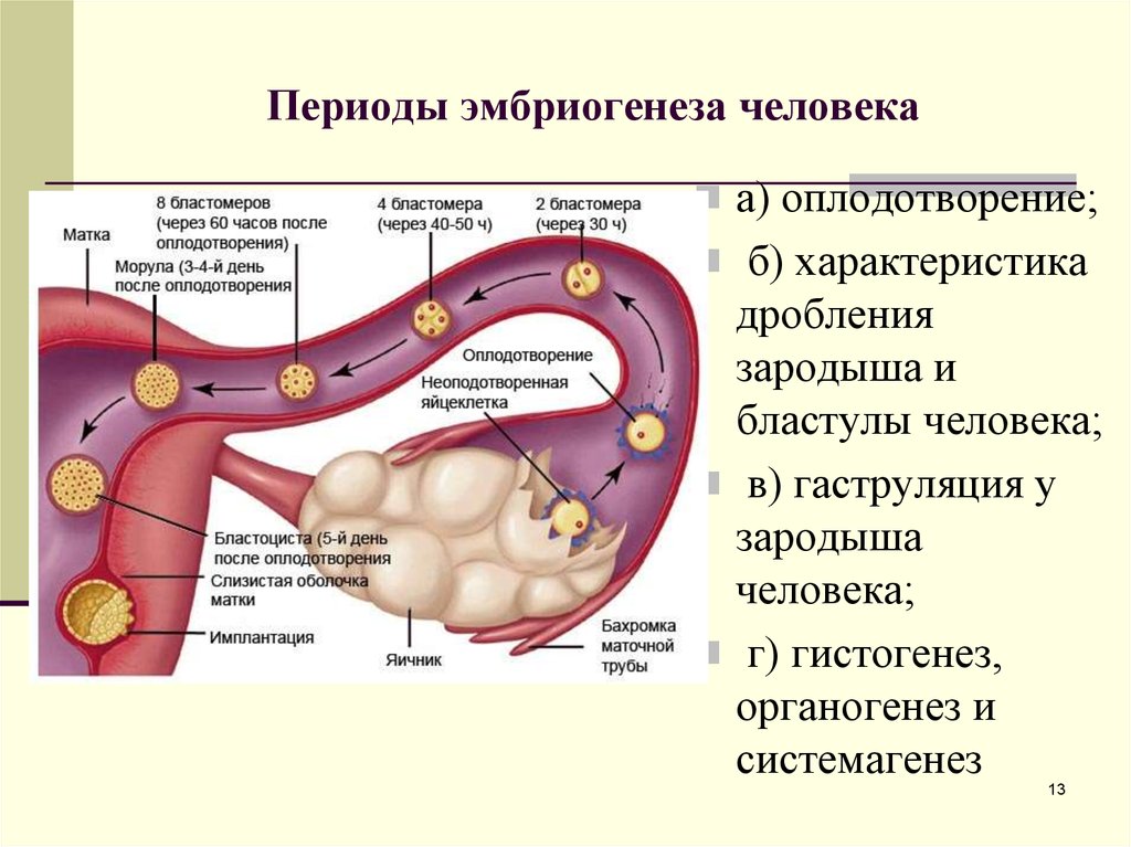 Яйцеклетки сохраняют способность к оплодотворению. Бластогенез эмбриогенез. Периоды эмбриогенеза человека. Оплодотворение эмбриогенез. Стадии эмбриогенеза человека.