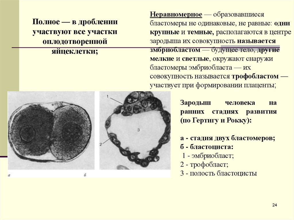 Неравномерное дробление. Бластомеры эмбриобласт. Темные и светлые бластомеры. Темные и крупные бластомеры. Темные бластомеры образуют.