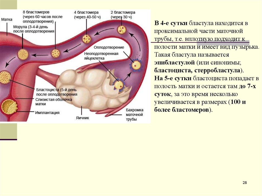 Оплодотворение в полости матки. Эмбриогенез маточных труб. Оплодотворенная яйцеклетка в матке. Оплодотворение яйцеклетки в маточных трубах. Яйцеклетка движется по маточной трубе.