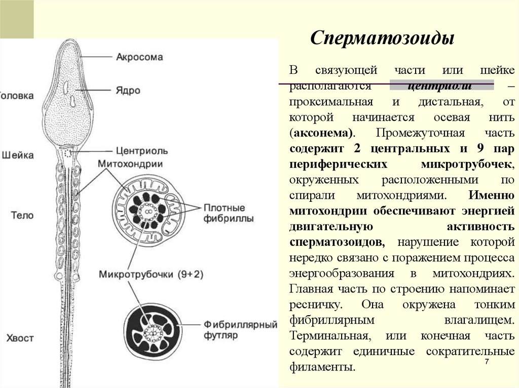 12) Акросома спермия локализована в 