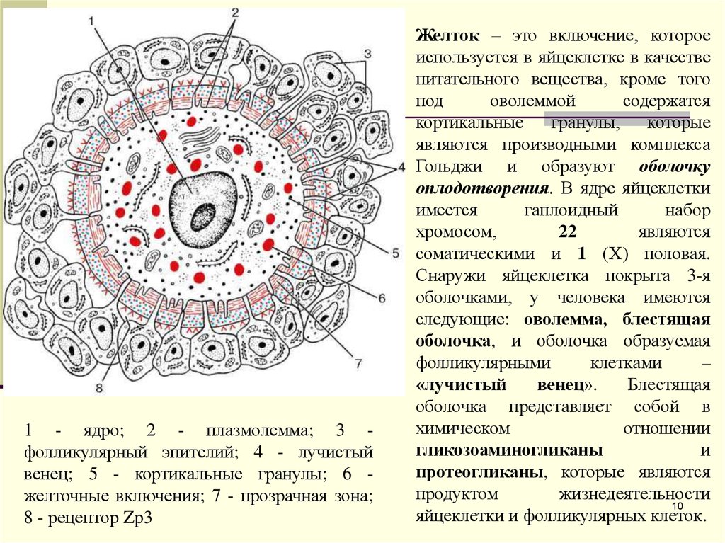 Яйцеклетка строение. Строение яйцеклетки Лучистый венец. Строение яйцеклетки с обозначениями. Строение яйцеклетки кортикальные гранулы. Желточные гранулы яйцеклетки строение.