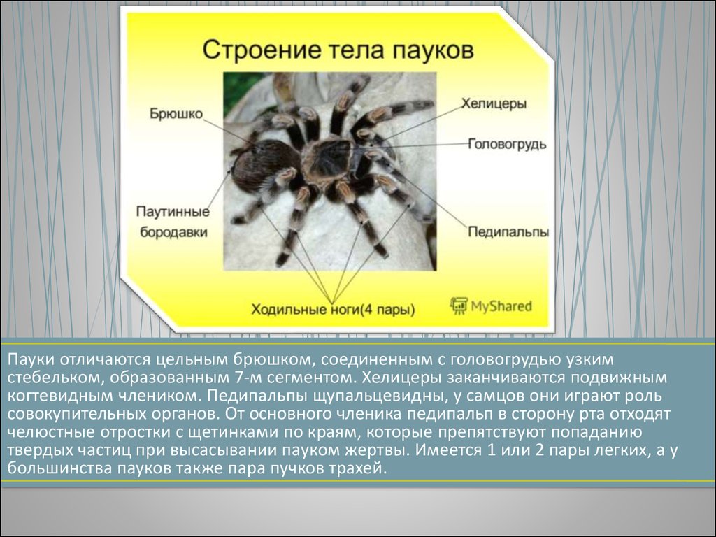 Паук крестовик тип развития. Хелицеры и педипальпы паука функции. Хелицеры паука строение. Паук крестовик хелицеры. Головогрудь у паукообразных.