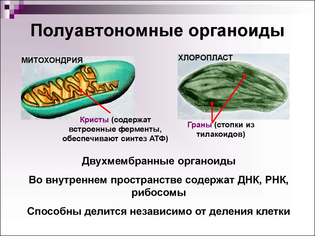 Митохондрии атф хлоропласты. Полуавтономные органеллы хлоропласт. Органоиды клетки хлоропласты. Что такое двумембранные и полуавтономные органоиды. Полуавтономные органоиды это.