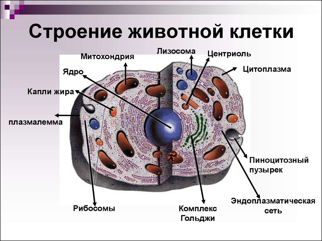 Эндоплазматическая сеть ядро лизосомы