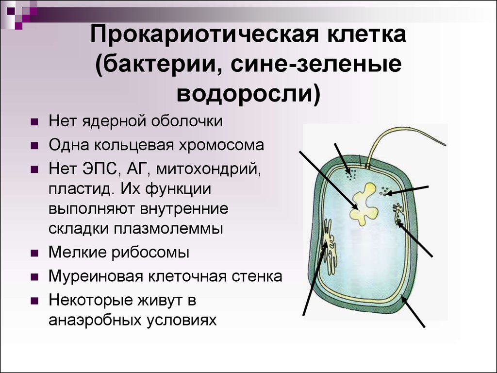 Строение прокариотической клетки. Функции прокариотической клетки. Прокариотическая клетка функции. Прокариотическая клетка бактерии строение. Строение и функции прокариотической клетки.