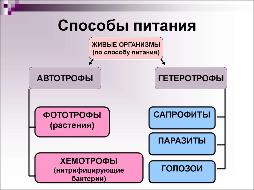 Автотрофный тип обмена веществ презентация