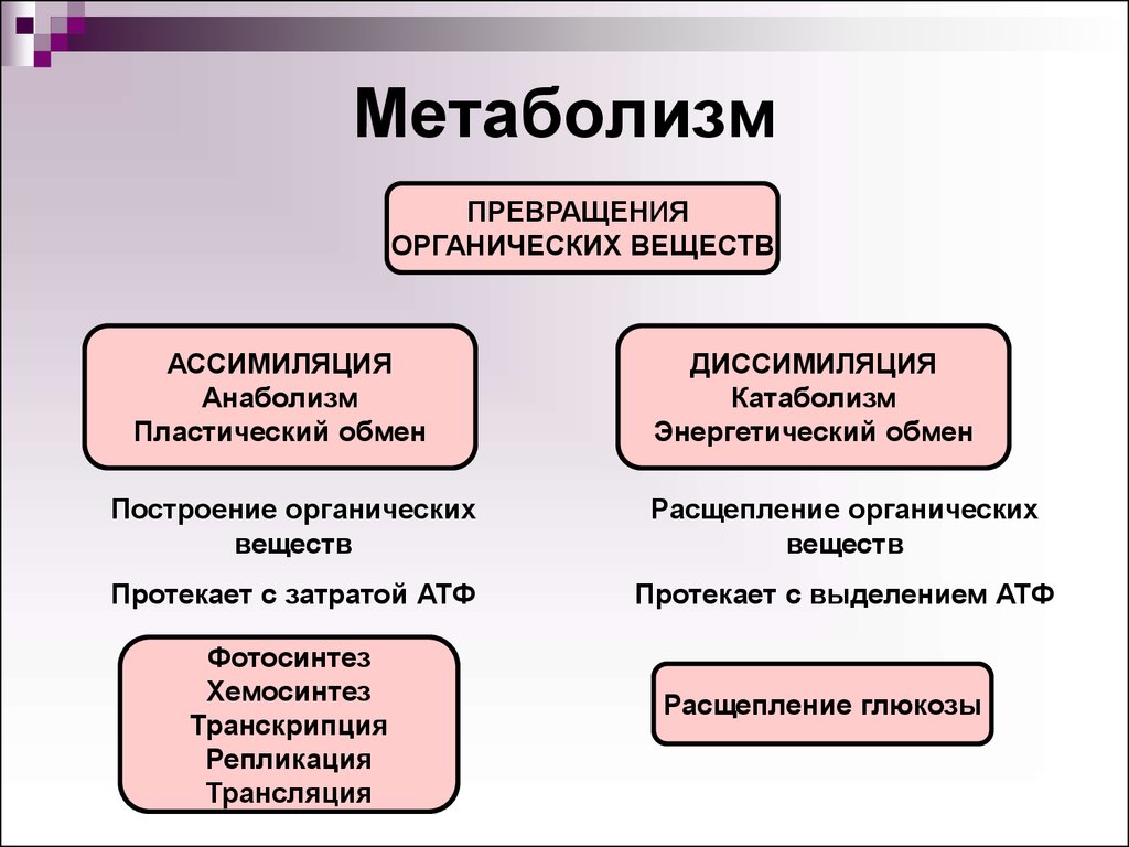 Виды обменов клетки. Ассимиляция и диссимиляция метаболизм. Процессы ассимиляции и диссимиляции. Процессы ассимиляции и диссимиляции веществ.. Процессы обмена веществ ассимиляция и диссимиляция.