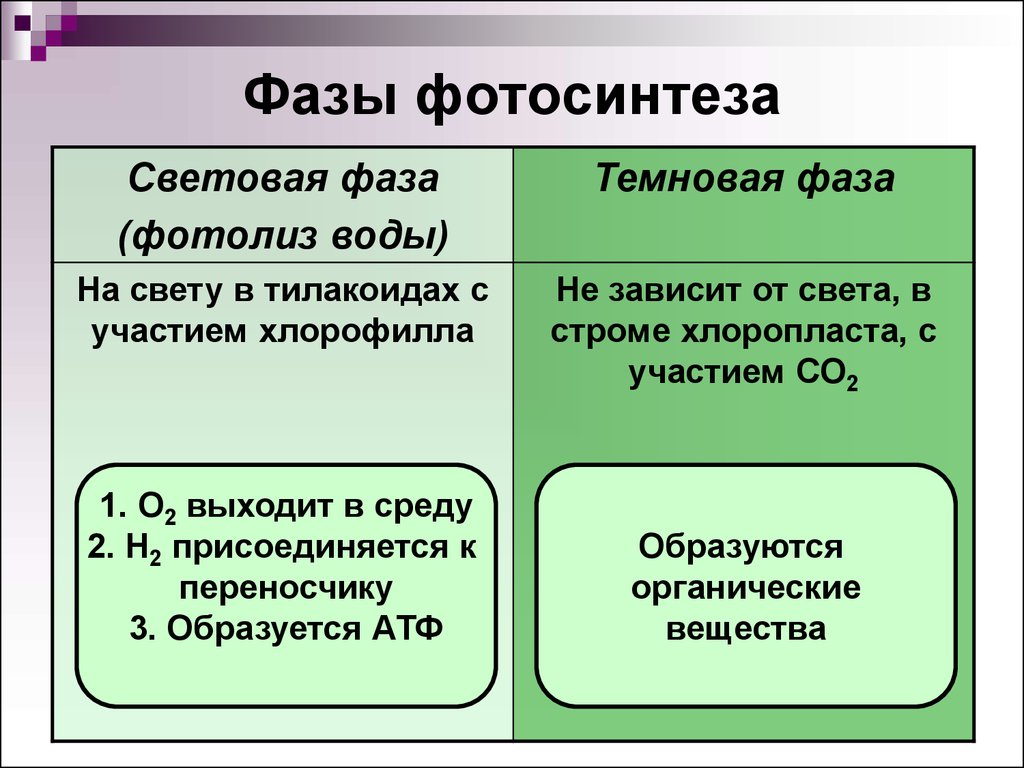 Темновая фаза таблица. Основные процессы световой фазы фотосинтеза. Темновая фаза фотосинтеза процессы. Процессы Темновой фазы фотосинтеза. Процесс фотосинтеза световая и темновая фазы.
