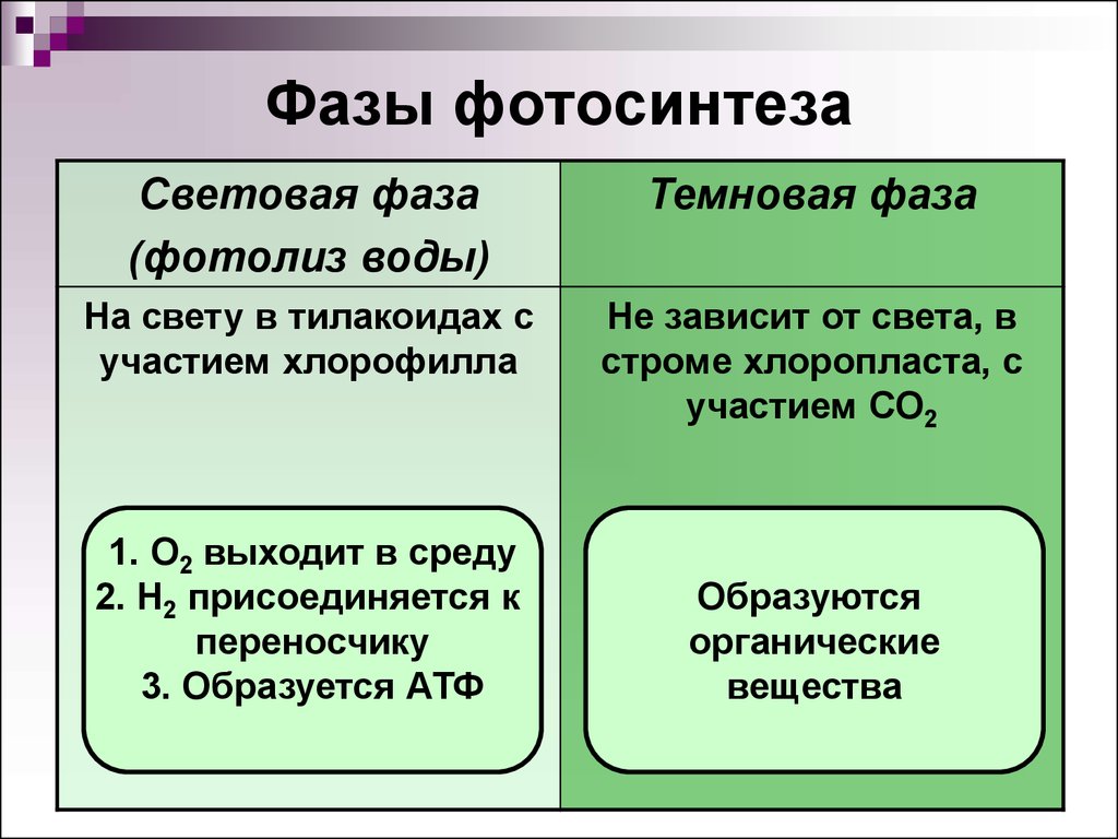 2 в темновую фазу происходит. Основные процессы световой фазы фотосинтеза. Темновая фаза фотосинтеза процессы. Процессы Темновой фазы фотосинтеза. Процесс фотосинтеза световая и темновая фазы.