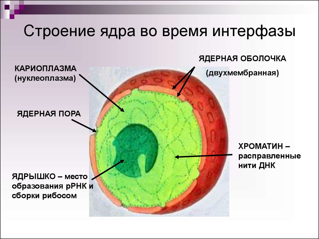 Состав функции ядра. Строение ядра эукариотической клетки. Строение эукариотической клетки ядро строение и функции. Ядро клетки нуклеоплазма. Структура ядра клетки.