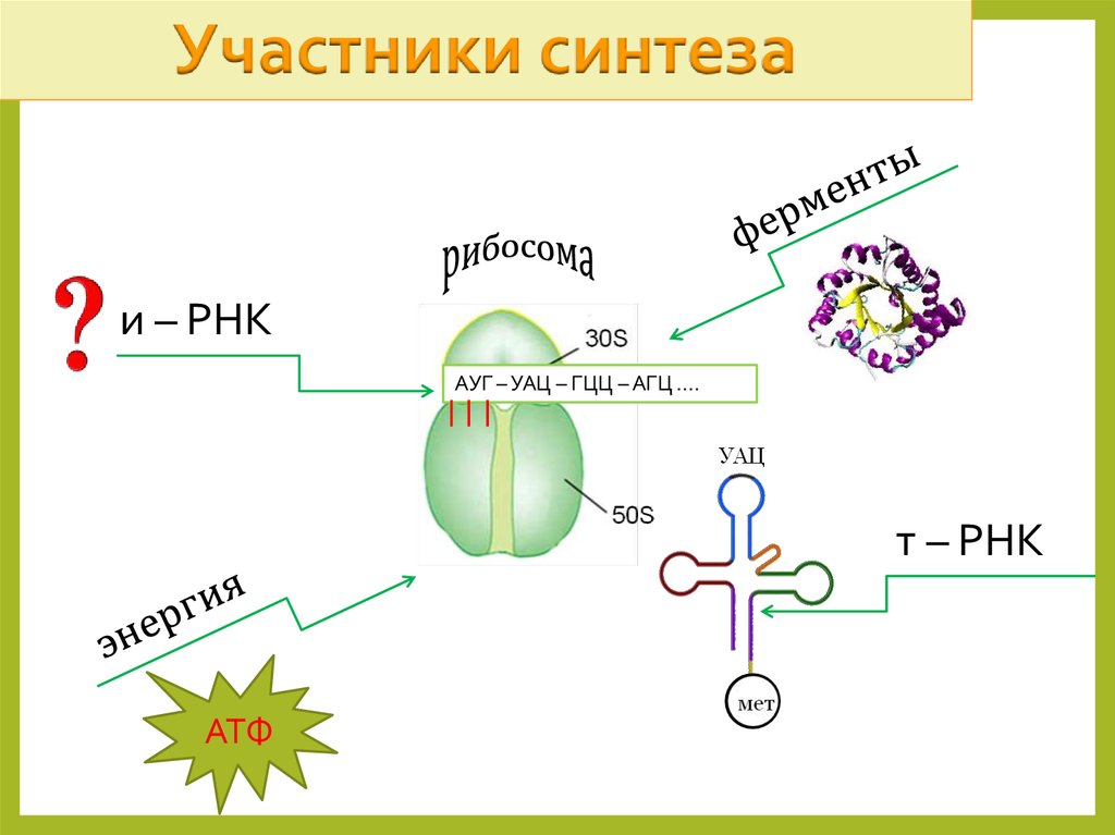 Типы биосинтеза