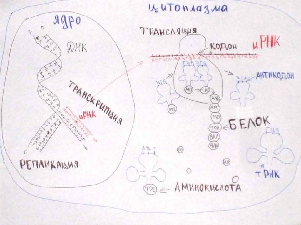 Биосинтез белка технологическая карта - 94 фото