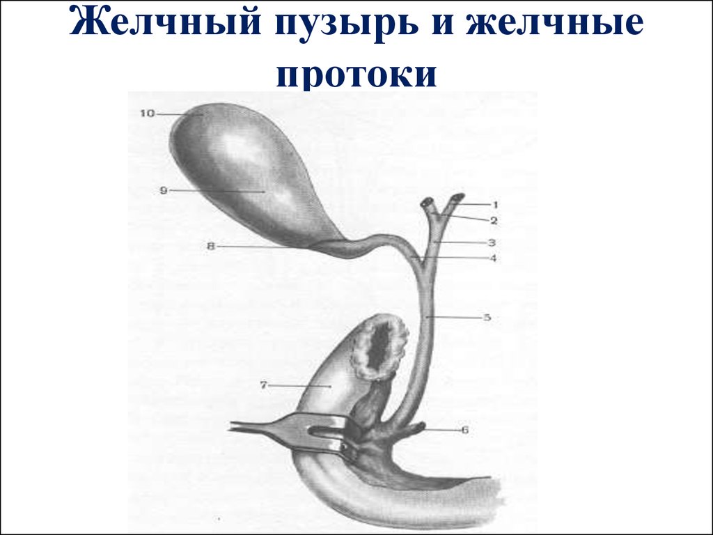 Желчный пузырь фото анатомия