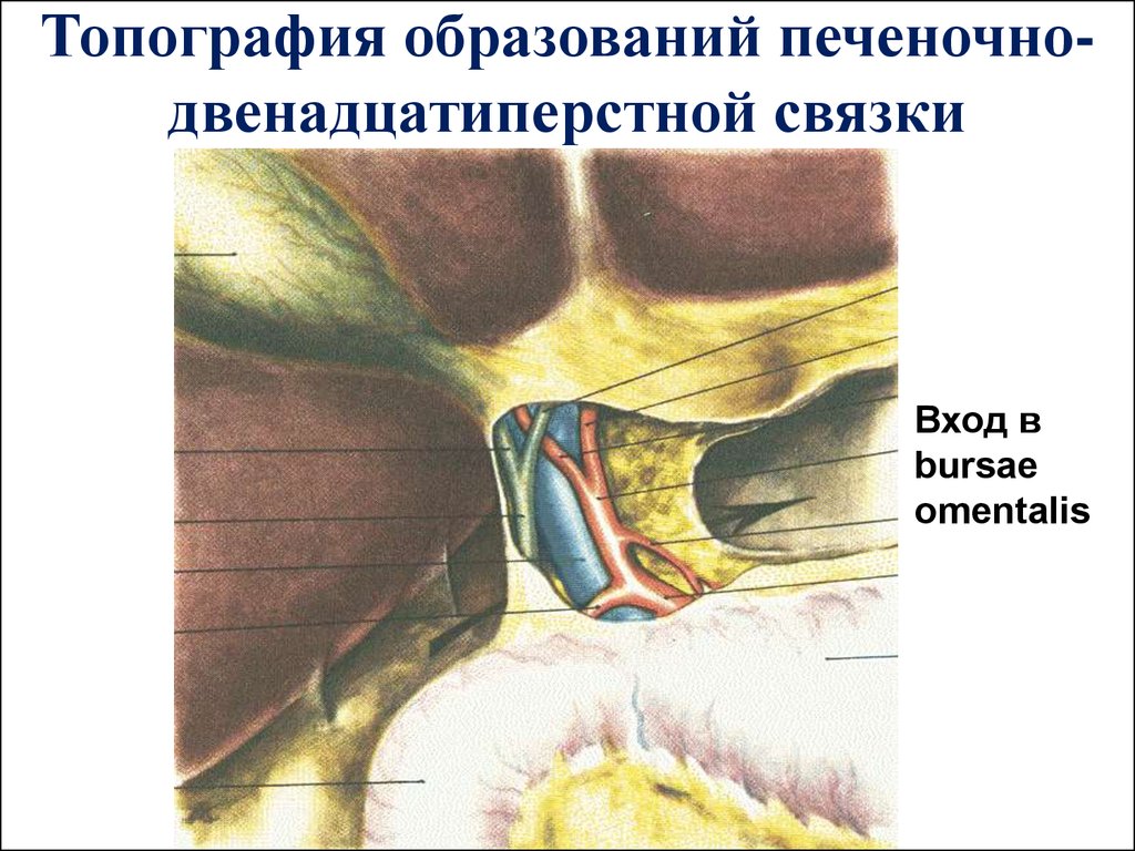 Треугольник кало топографическая анатомия. Синтопия печеночно дуоденальной связки. Синтопия печеночно-двенадцатиперстной связки. Печеночно 12 перстная связка. Топография печеночно-двенадцатиперстной связки.