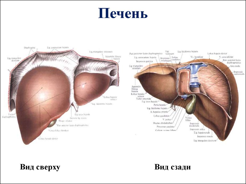 Анатомия печени. Строение печени спереди и сзади. Печень вид спереди диафрагмальная поверхность. Строение печени вид спереди.