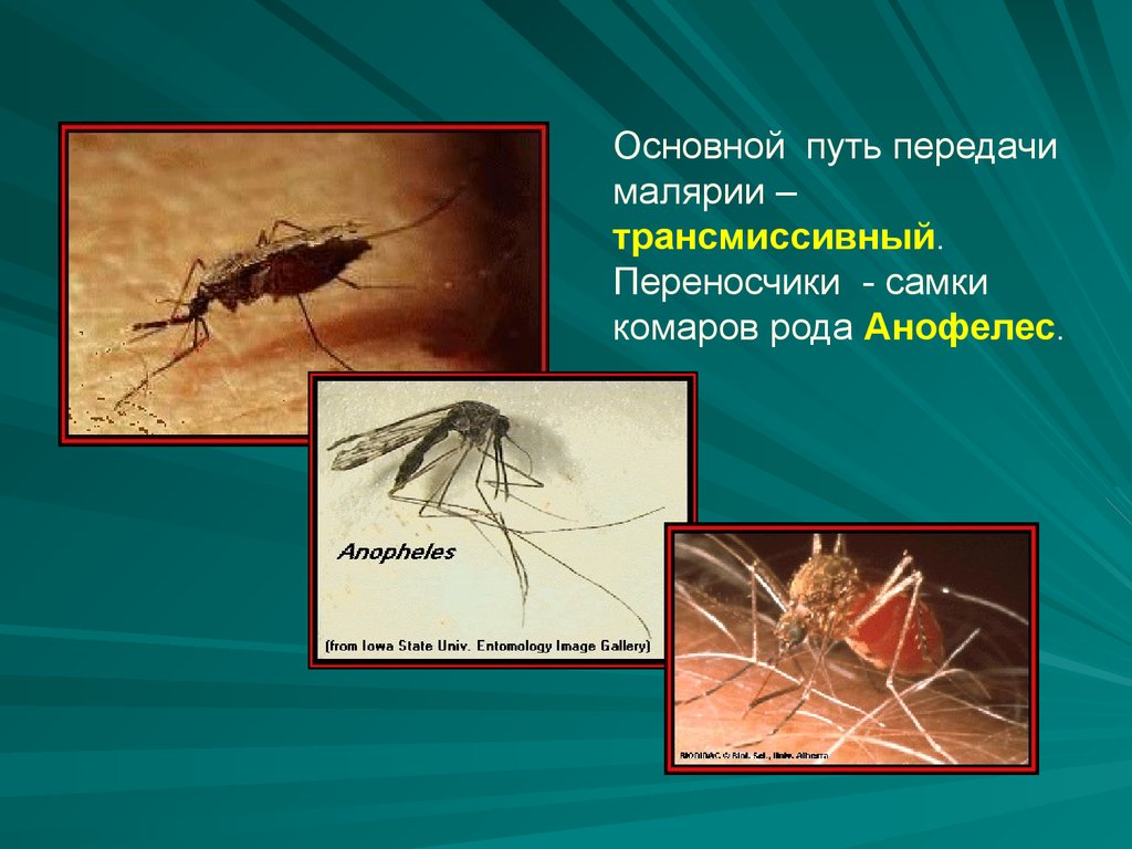 Основной механизм передачи возбудителя малярии. Малярия возбудитель малярийный комар. Малярийный плазмодий трансмиссивное. Малярийный комар переносчик. Переносчик возбудителя малярии.