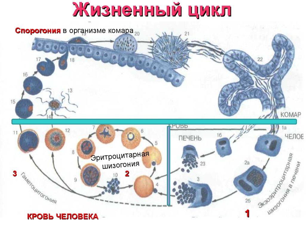 Схема передачи малярии человеку