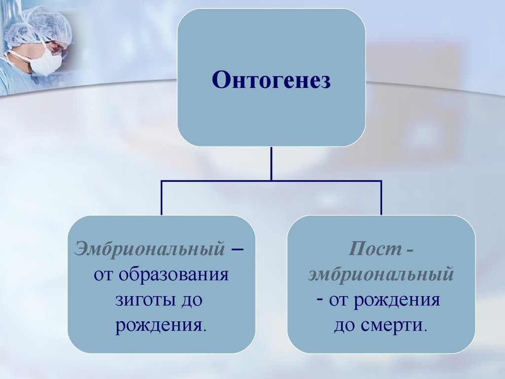 Индивидуальное развитие человека. Онтогенез. Индивидуальное развитие. Онтогенез презентация. Онтогенез это в биологии 9 класс.